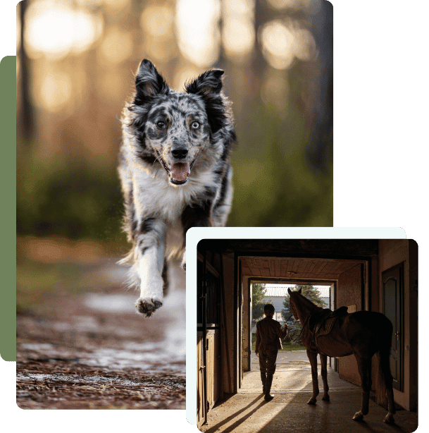 Exceptional in-home pet care for New River Valley families