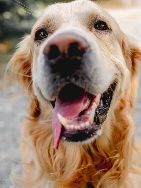 Happy Golden Retriever Dog with Tongue Out after a dog walk in blacksburg
