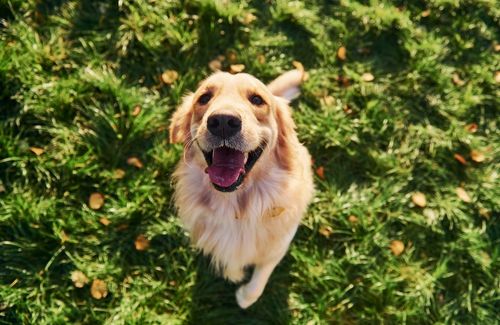 dog walking Blacksburg, Christiansburg and Riner