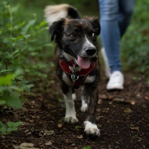 dog walking at the New River Valley Dog Adventure Club
