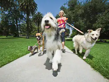 dog walking visits nrv pet services