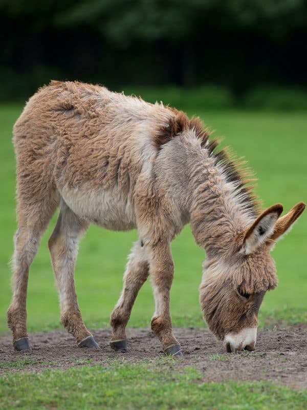 donkey during a farm care visit in christiansburg VA