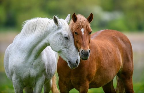 farm care horses in Blacksburg, Christiansburg and Riner