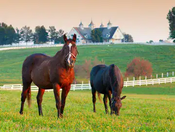 farm carevisits nrv pet services