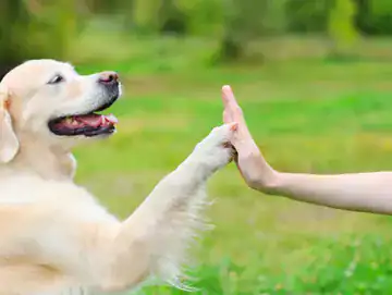 meet and greet nrv pet services