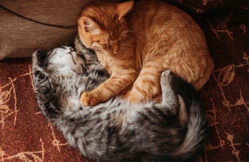 pet sitting cat sitting Blacksburg, Christiansburg and Riner