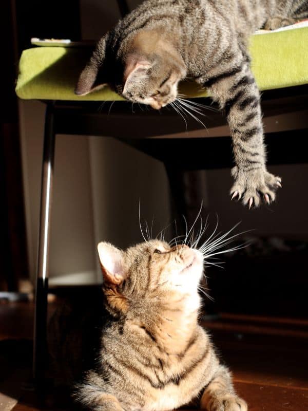 two cats playing during a pet sitting visit in blacksburg